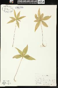 Trientalis borealis subsp. borealis image