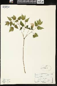 Actaea rubra image