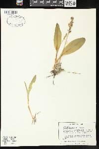 Liparis liliifolia image