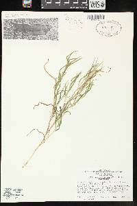 Muhlenbergia frondosa image