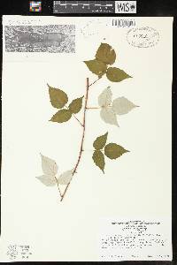 Rubus occidentalis image