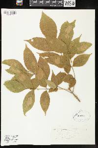 Fraxinus nigra image