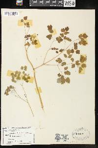 Thalictrum dioicum image