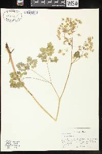 Thalictrum dioicum image