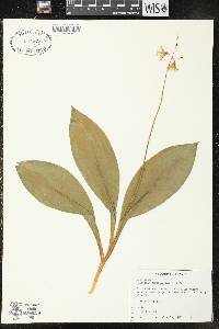 Clintonia borealis image