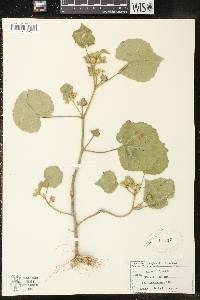 Abutilon theophrasti image