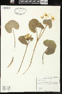 Caltha palustris image