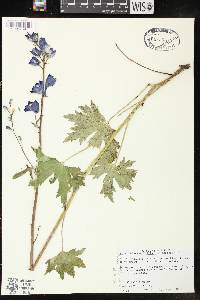 Delphinium exaltatum image