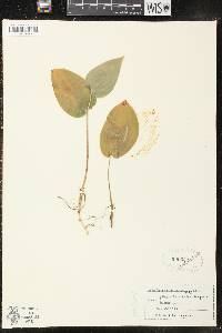 Maianthemum canadense image