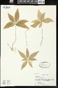 Trientalis borealis subsp. borealis image