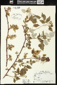 Rubus occidentalis image