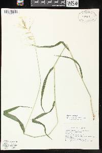 Elymus hystrix image