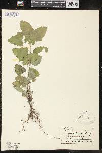 Nepeta cataria image