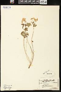 Thalictrum thalictroides image