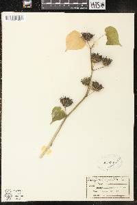 Abutilon theophrasti image