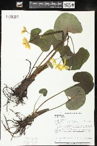 Caltha palustris image