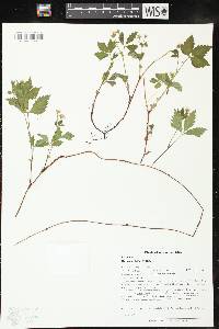 Rubus pubescens image