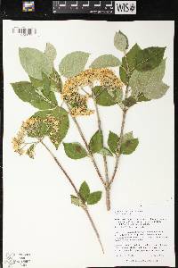 Viburnum lantana image