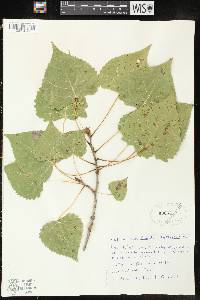 Populus deltoides subsp. monilifera image