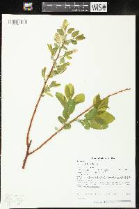 Salix pyrifolia image