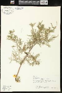 Juniperus virginiana var. virginiana image