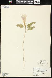 Datura stramonium image