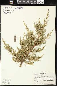 Juniperus virginiana var. virginiana image