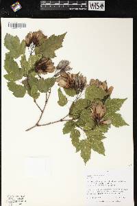 Acer ginnala image