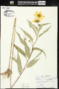 Helianthus giganteus image