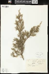 Juniperus virginiana var. virginiana image