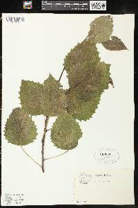 Populus grandidentata image