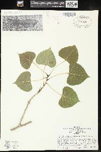 Populus deltoides subsp. monilifera image