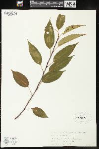 Prunus serotina var. serotina image