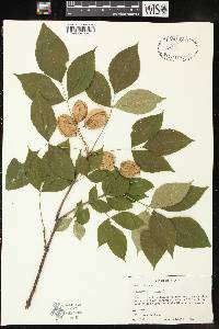 Staphylea trifolia image