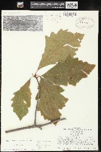 Quercus bicolor image