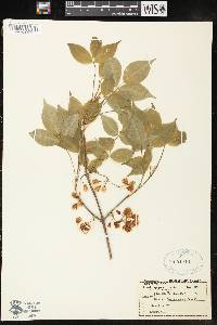 Staphylea trifolia image