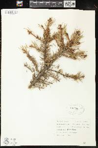 Picea glauca image