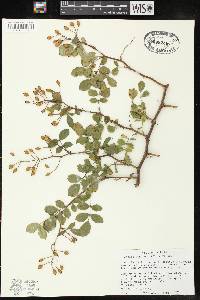 Rosa multiflora image