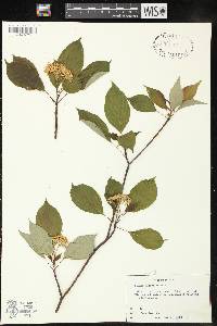 Cornus alternifolia image