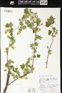 Ribes americanum image