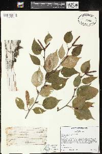 Betula papyrifera image