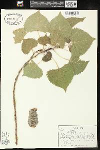 Populus deltoides subsp. monilifera image