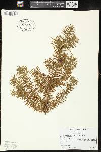 Taxus canadensis image