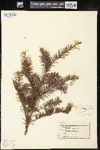 Taxus canadensis image