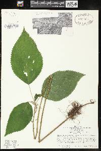 Laportea canadensis image