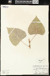 Populus deltoides subsp. monilifera image