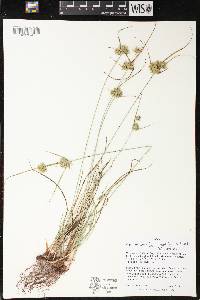 Cyperus lupulinus image