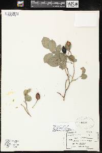 Rosa canina image