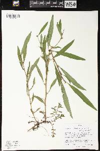 Ludwigia polycarpa image