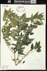 Urtica gracilis image